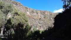 Isolatocereus dumortieri