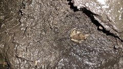 Lithobates vaillanti