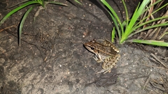 Lithobates brownorum