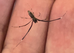 Argyrodes