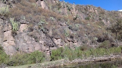 Isolatocereus dumortieri