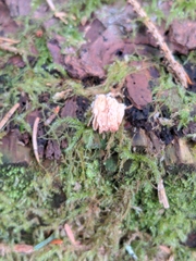 Pycnoporellus alboluteus