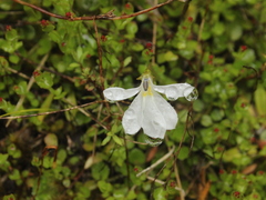 Lobelia angulata