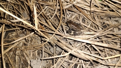 Leptodactylus melanonotus