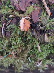 Pycnoporellus alboluteus