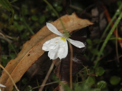 Lobelia angulata
