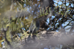 Polioptila