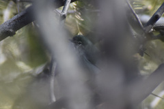 Polioptila