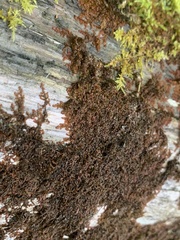 Frullania