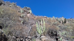 Isolatocereus dumortieri