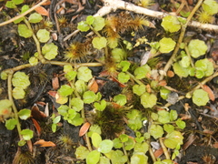 Lobelia angulata
