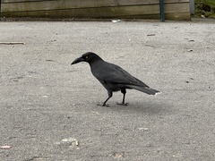 Strepera fuliginosa