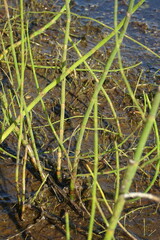 Equisetum fluviatile