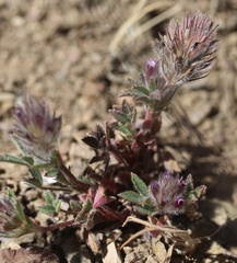 Trifolium albopurpureum