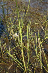 Equisetum fluviatile