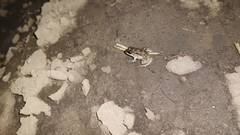 Leptodactylus melanonotus