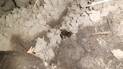 Leptodactylus melanonotus