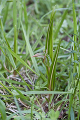 Pterostylis irsoniana
