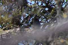 Polioptila
