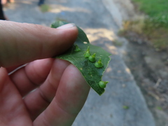 Celticecis spiniformis