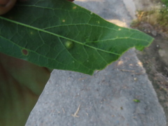 Celticecis spiniformis