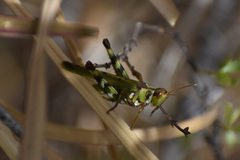 Bootettix argentatus