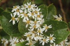 Olearia arborescens