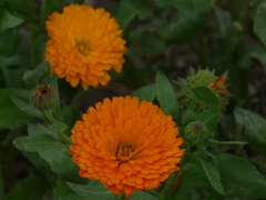 Asteraceae
