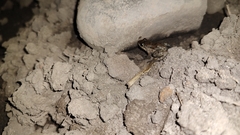 Leptodactylus melanonotus