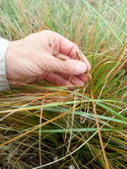 Carex testacea