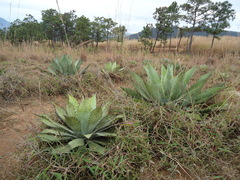 Agave maximiliana