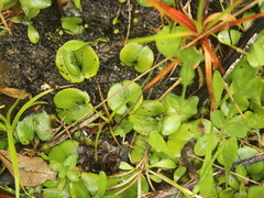 Corybas iridescens