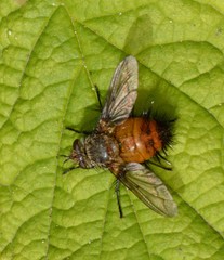 Protodejeania echinata