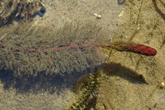 Myriophyllum sibiricum