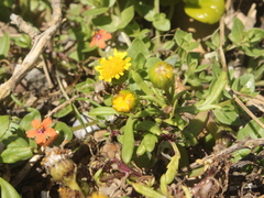 Senecio sterquilinus