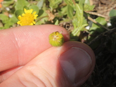 Senecio sterquilinus