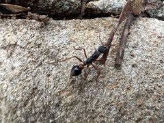 Myrmecia esuriens