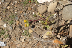 Senecio sterquilinus