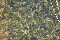 Elodea canadensis