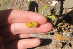 Senecio sterquilinus