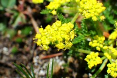 Lomatium sandbergii