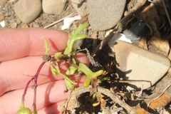 Senecio sterquilinus