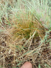 Carex testacea