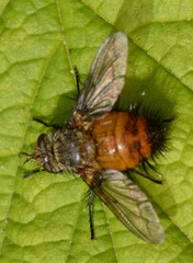 Protodejeania echinata