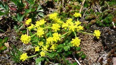 Lomatium sandbergii
