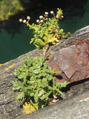 Senecio sterquilinus