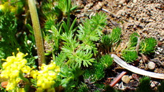 Lomatium sandbergii