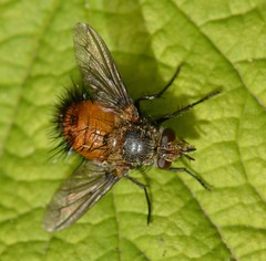 Protodejeania echinata