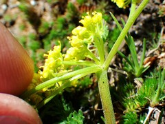 Lomatium sandbergii