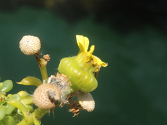 Senecio sterquilinus